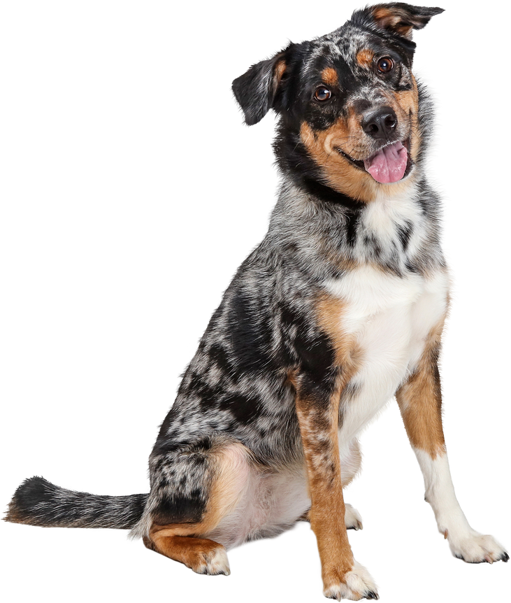 Happy Friendly Australian Shepherd Dog Sitting - Extracted